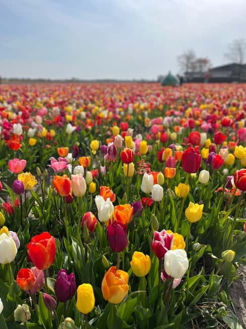 Amsterdam: Keukenhof and Tulip Fields Private Day Trip - FAQ