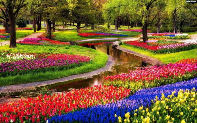 Amsterdam: Keukenhof Gardens & Tulip Fields Private Tour - Key Points