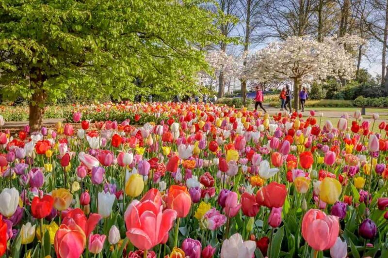 Amsterdam: Keukenhof Gardens & Tulip Fields Private Tour - An In-Depth Look at the Experience