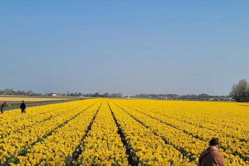 Amsterdam: Keukenhof Tulip Gardens Private Tour - An In-Depth Look at the Keukenhof Private Tour