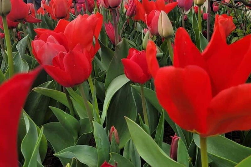 Amsterdam: Keukenhof Tulip Gardens Private Tour - Final Thoughts