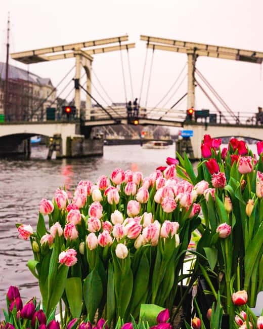 Amsterdam: Premium Tulip Boat Canal Tour - FAQ