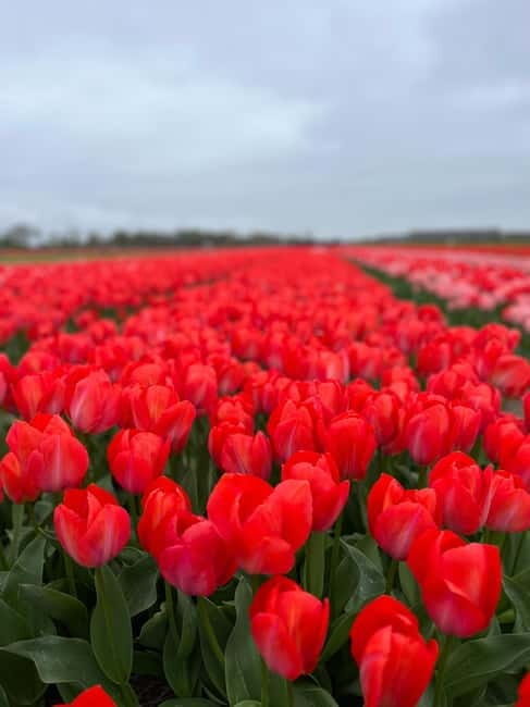 Amsterdam: Private Keukenhof and Free Tulip Tour - Authentic Experiences from Reviews