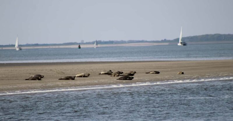 Amsterdam: Seal Safari at Waddensea UNESCO Site - Discovering the UNESCO Waddensea and Seal Watching