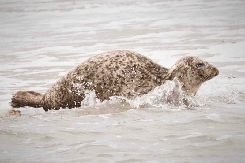 Amsterdam: Seal Safari at Waddensea UNESCO Site - Final Thoughts