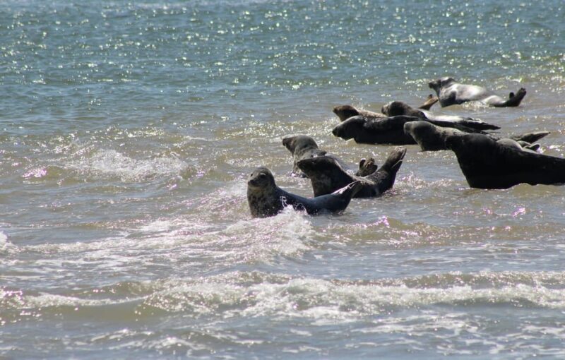 Amsterdam: Seal Safari at Waddensea UNESCO Site - FAQ