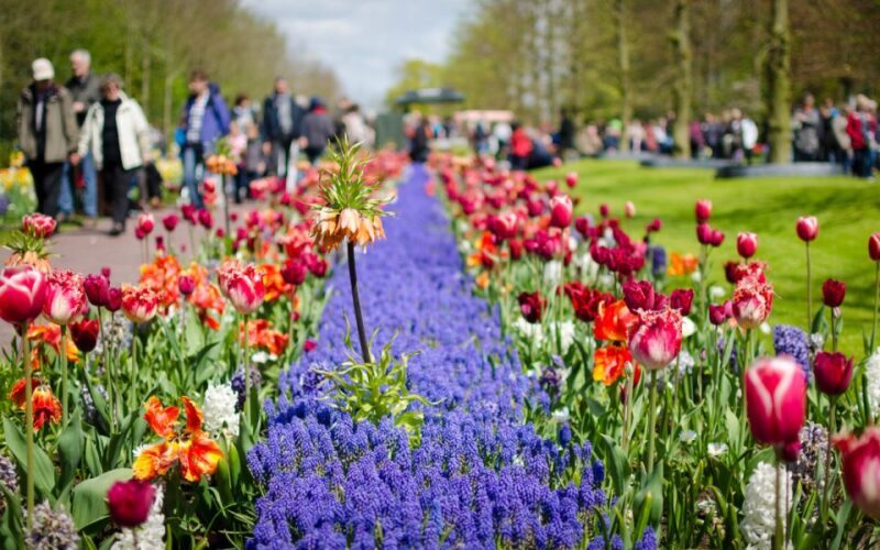 Amsterdam: Tour to Keukenhof Gardens with Windmill Cruise - Authentic Insights from Reviewers