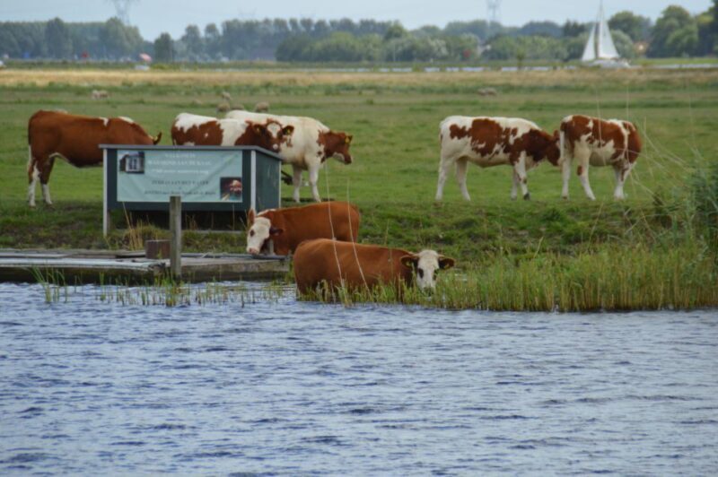 Amsterdam: Tour to Keukenhof Gardens with Windmill Cruise - Practical Considerations