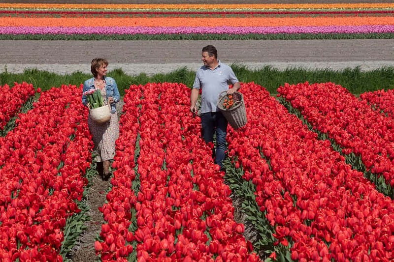 Amsterdam: Tulip Farm Visit, Keukenhof, and Windmill Cruise - Final Thoughts: Who Should Consider This Tour?