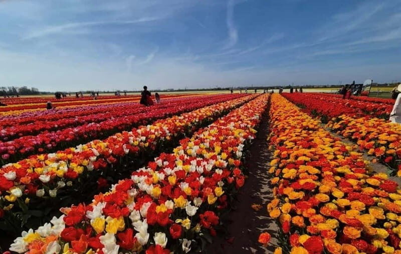 Amsterdam : Tulip Wonderland Tour - Key Points