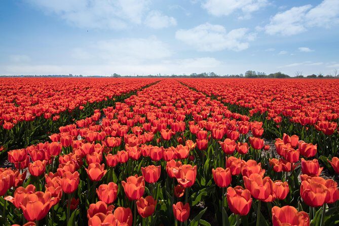 Amsterdam TulipFields of Holland Tour - The Itinerary Breakdown: What You Can Expect