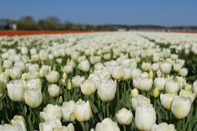 Amsterdam TulipFields of Holland Tour - The Value of This Tour