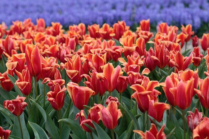 Amsterdam TulipFields of Holland Tour - Who Will Love This Tour