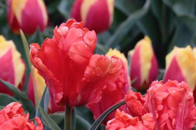Amsterdam TulipFields of Holland Tour - FAQ