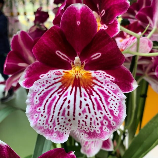 Amsterdam: Tulips & Windmill - Full day PRIVATE tour by car - A Detailed Look at What This Tour Offers