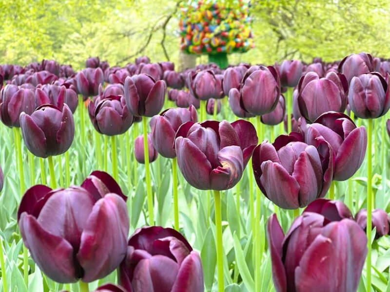 Amsterdam: Tulips & Windmill - Full day PRIVATE tour by car - Analyzing the Value