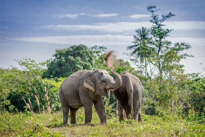 An Afternoon with the Elephants at Phuket Elephant Sanctuary - The Experience in Detail