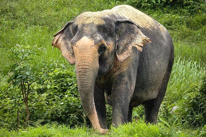 An Afternoon with the Elephants at Phuket Elephant Sanctuary - Authentic Feedback: What Travelers Say