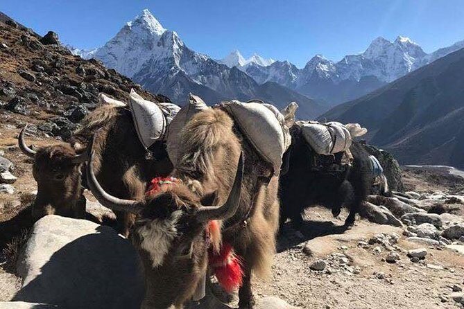 An amazing Everest Base Camp Trek- 12 Days - Why Choose This Trek?