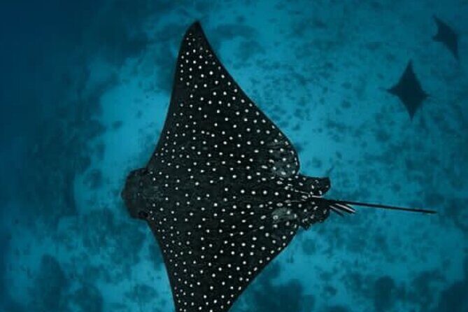 An Eagle Ray and Turtle Tour-Small Groups & Photography Included - Who Should Consider This Tour?