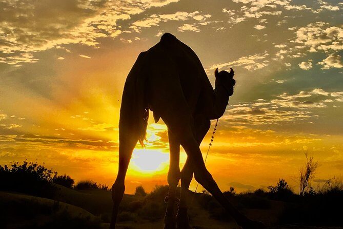 An Overnight Non-touristic Camel Safari (2PM to 11:30 AM Next Day) - Key Points