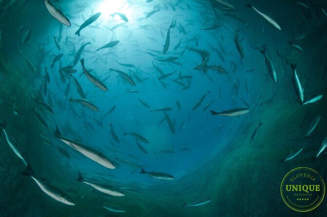 An Unforgettable Day With Fish, Wine and Olive Oil Tasting - FAQ