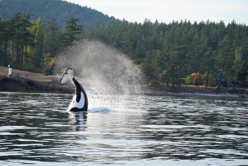 Anacortes: Whale and Orca Boat Tour near Seattle - Practical Tips