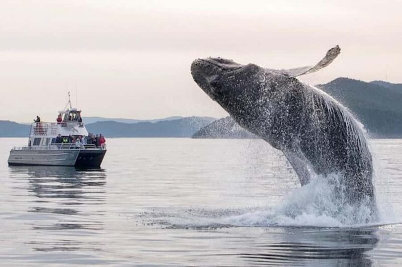 Anacortes: Whale and Orca Boat Tour near Seattle - Key Points