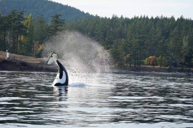 Anacortes: Whale and Orca Boat Tour near Seattle - An Authentic Pacific Northwest Marine Experience