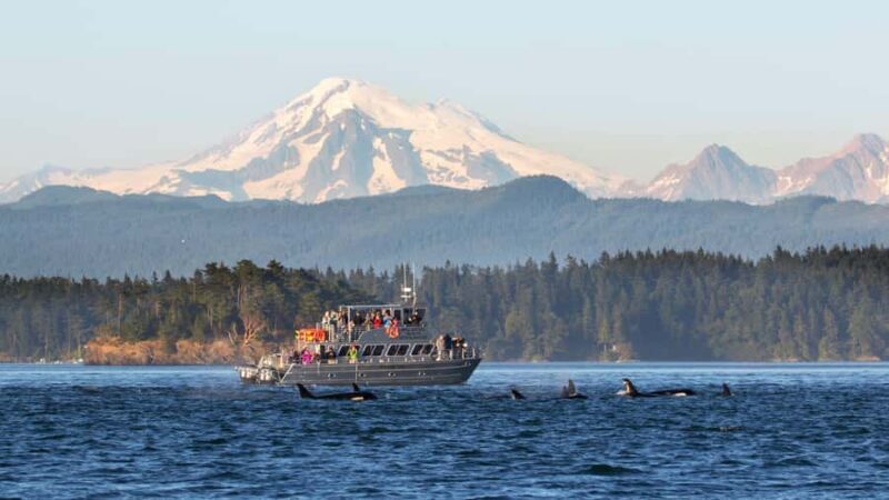 Anacortes: Whale and Orca Boat Tour near Seattle - The Scenery and Wildlife Beyond Whales