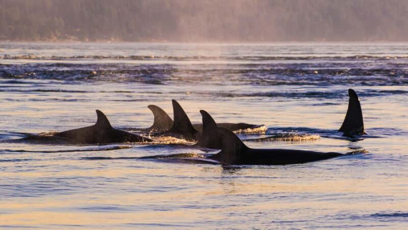 Anacortes: Whale and Orca Boat Tour near Seattle - The Crew and Boat Comfort