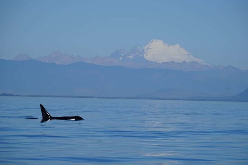 Anacortes: Whale and Orca Boat Tour near Seattle - Cost and Value