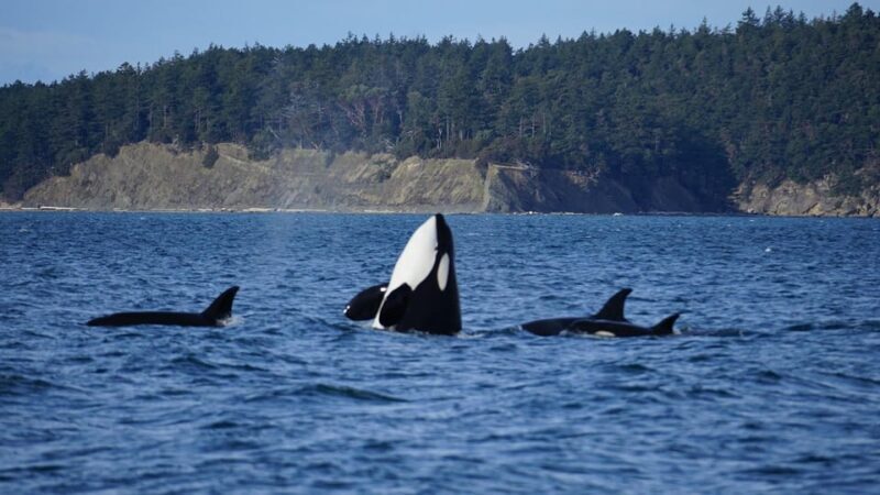 Anacortes: Whale and Orca Boat Tour near Seattle - The Experience in Detail