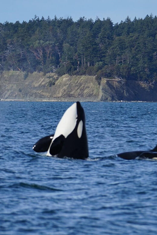 Anacortes: Whale and Orca Boat Tour near Seattle - Who Should Consider This Tour