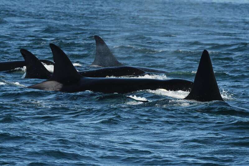 Anacortes: Whale Watching Adventure Tour Near Seattle - Why Choose This Whale Watching Tour?