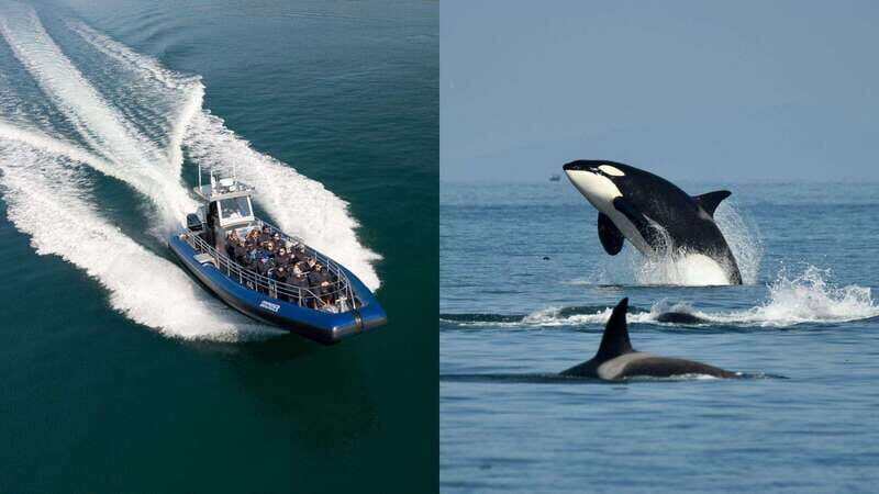 Anacortes: Whale Watching Adventure Tour Near Seattle - The Experience of a Lifetime
