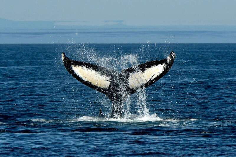 Anacortes: Whale Watching Adventure Tour Near Seattle - Who Should Book?