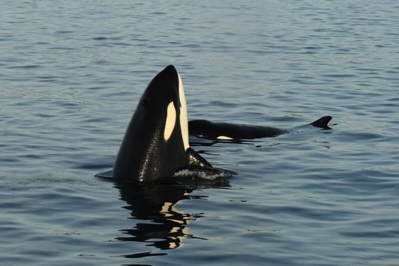 Anacortes: Whale Watching Adventure Tour Near Seattle - Frequently Asked Questions