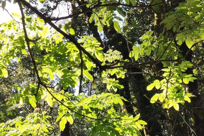 Anaga Total: Adventure between Forests, Summits and Sea. - Exploring Tenerife’s Green Heart: A Detailed Look