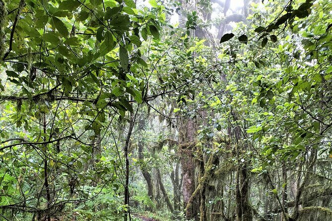 Anaga Total: Adventure between Forests, Summits and Sea. - FAQ