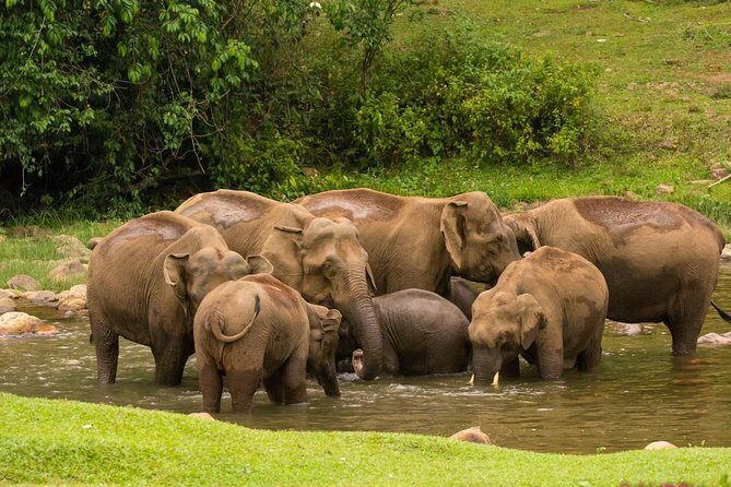 Anakulam Wild Elephant Village life tour ( By Munnar Info) - Key Points