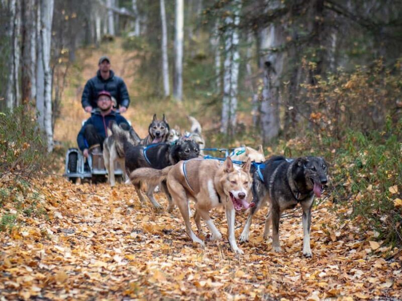 Anchorage: Dog Sled Ride in Willow with Transfers - Who Will Love This Tour?