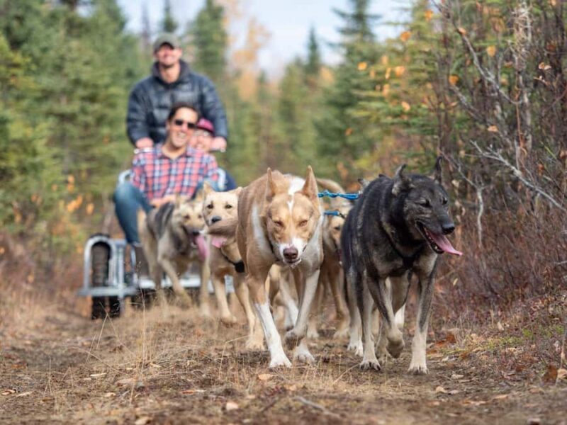 Anchorage: Dog Sled Ride in Willow with Transfers - FAQ