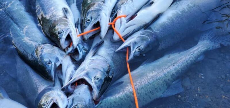 Anchorage: Full-day guided salmon fishing with Hotel Pickup - Final Thoughts: Is This the Right Alaska Experience?