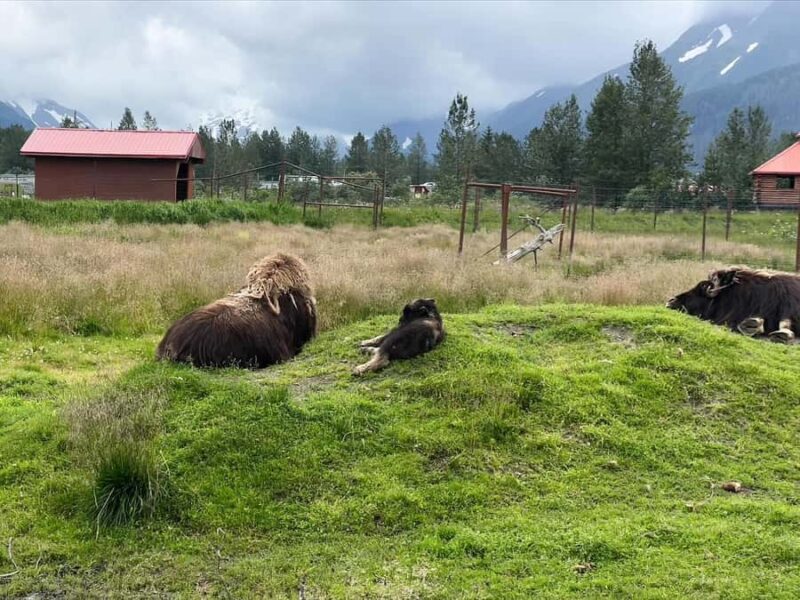 Anchorage: Glacier & Wildlife Discovery Tour (7-hours) - FAQs