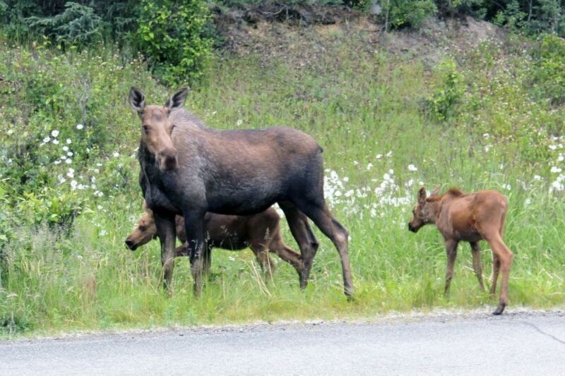 Anchorage: Guided Food and Sightseeing Tour by Van - The Sum Up