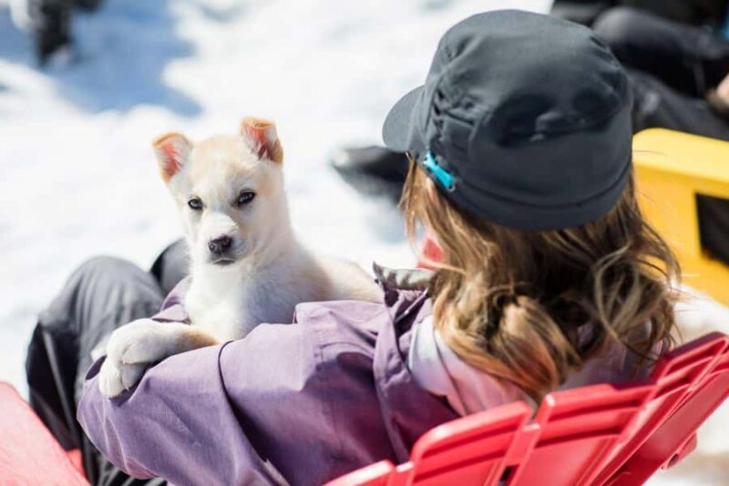 Anchorage: Helicopter Glacier Dogsledding Tour - The Sum Up