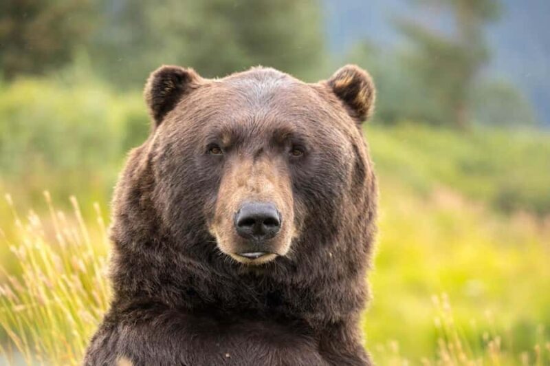 Anchorage: Scenic Tour to Wildlife Center - Key Points