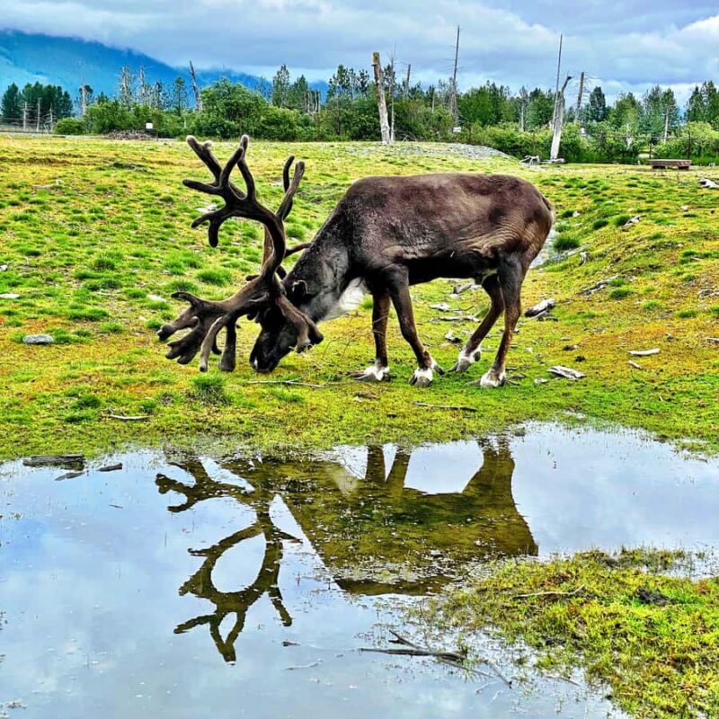 Anchorage: Scenic Tour to Wildlife Center - Introduction: Why This Tour Might Be Just Right for You