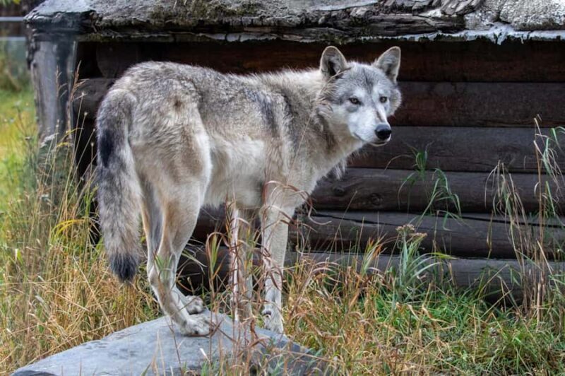 Anchorage: Scenic Tour to Wildlife Center - The Value of This Tour